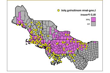 A map showing northeastern and northern Atlantic seaboard states, from Ohio through New England. Counties in pink indicate where beech leaf disease has been found.