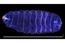 A larva of a blueberry gall midge under confocal lighting