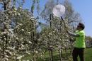 Researcher Shyloe Favreau nets bees at a New Hampshire apple orchard in this first frame.