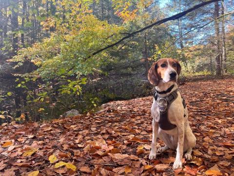 Maggie in College Woods